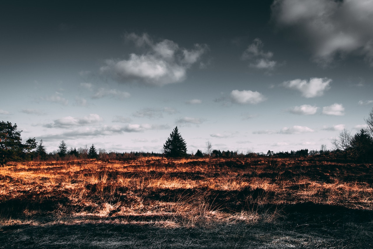 pexels-matthis-volquardsen-2305169.jpg